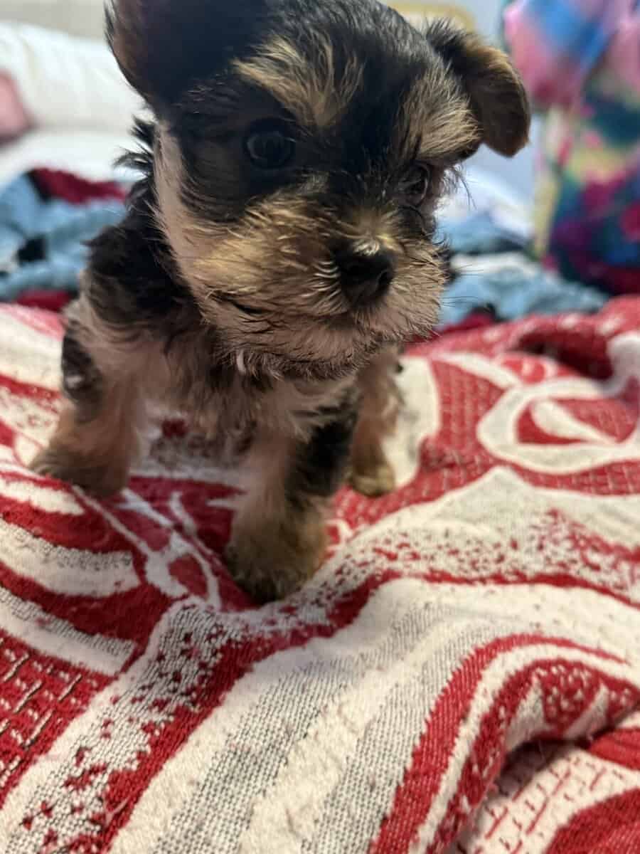 Yorkie puppies image 5