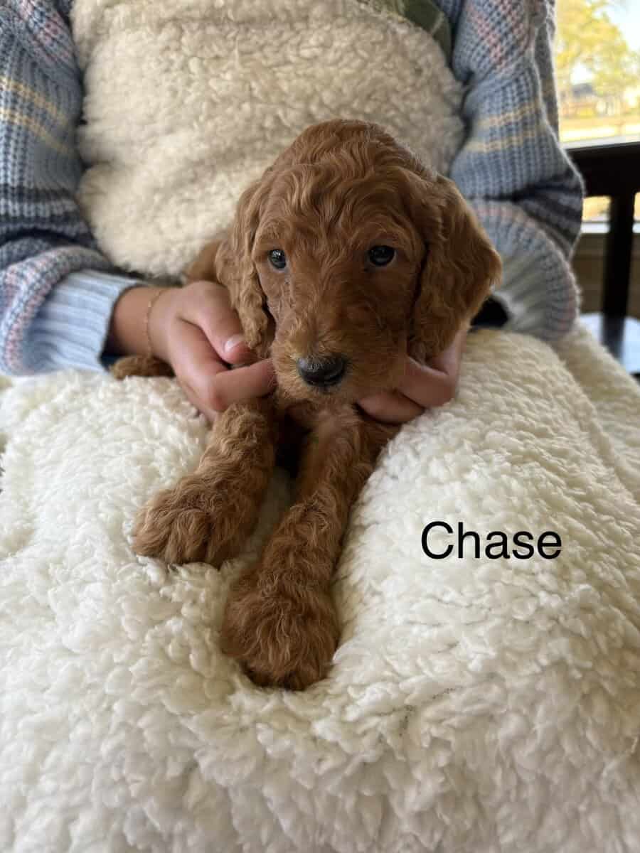 GORGEOUS GOLDENDOODLE PUPPIES! image 5
