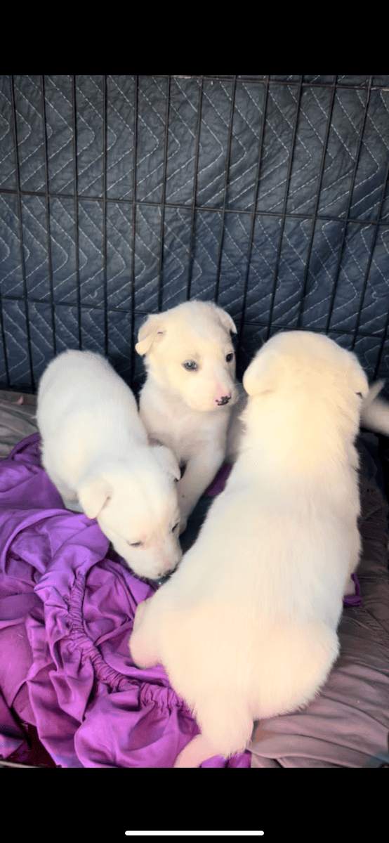 Great Pyrenees Puppies image 2
