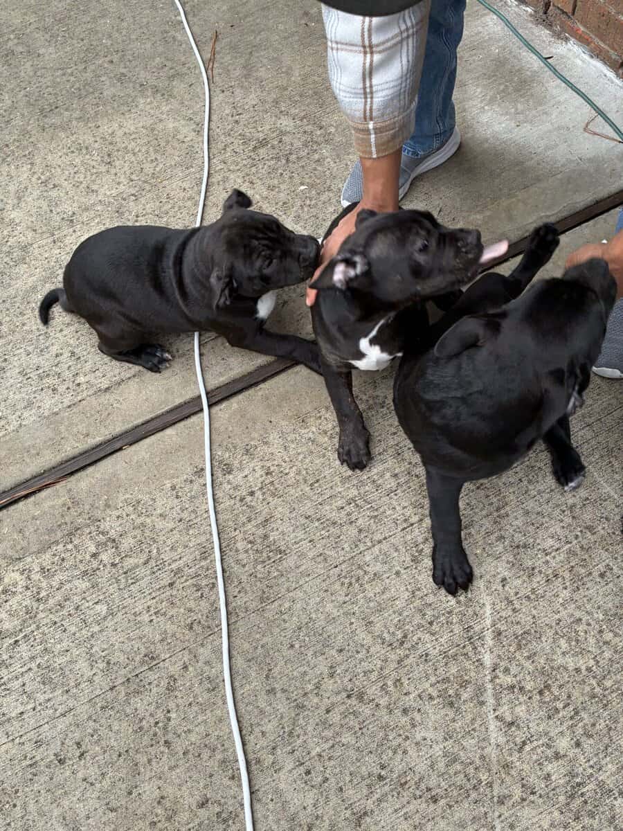 3 Bully Pups 3 Months old 1 girl 2 boys image 2