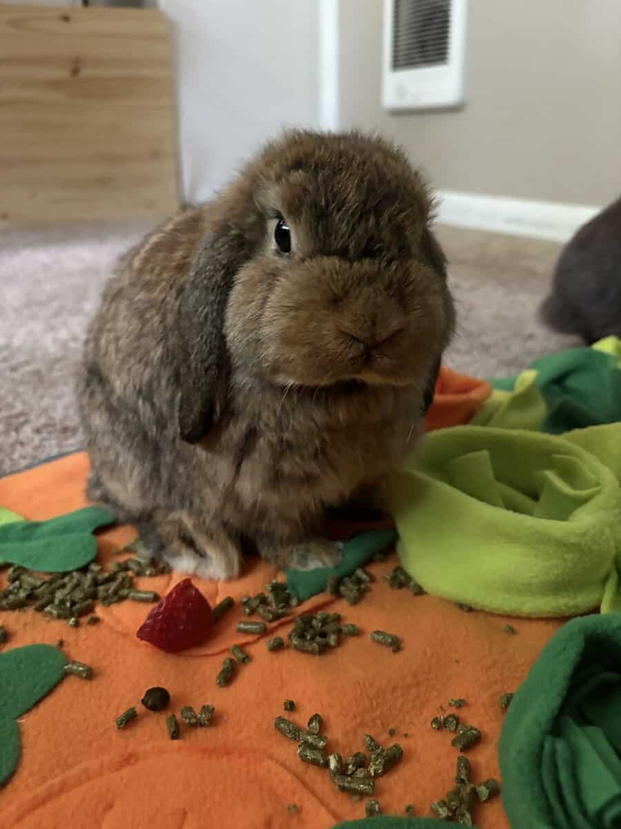 Holland Lop bonded pair for Sale image 1