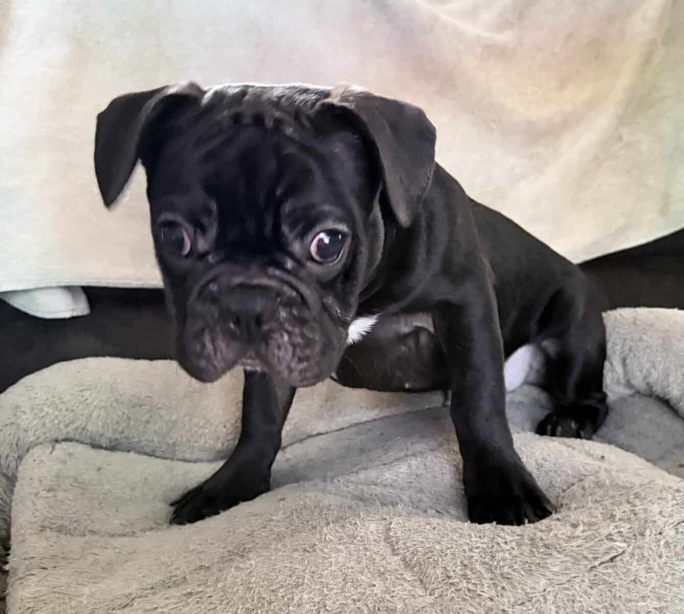 French Bulldog for sale “Gem” image 1