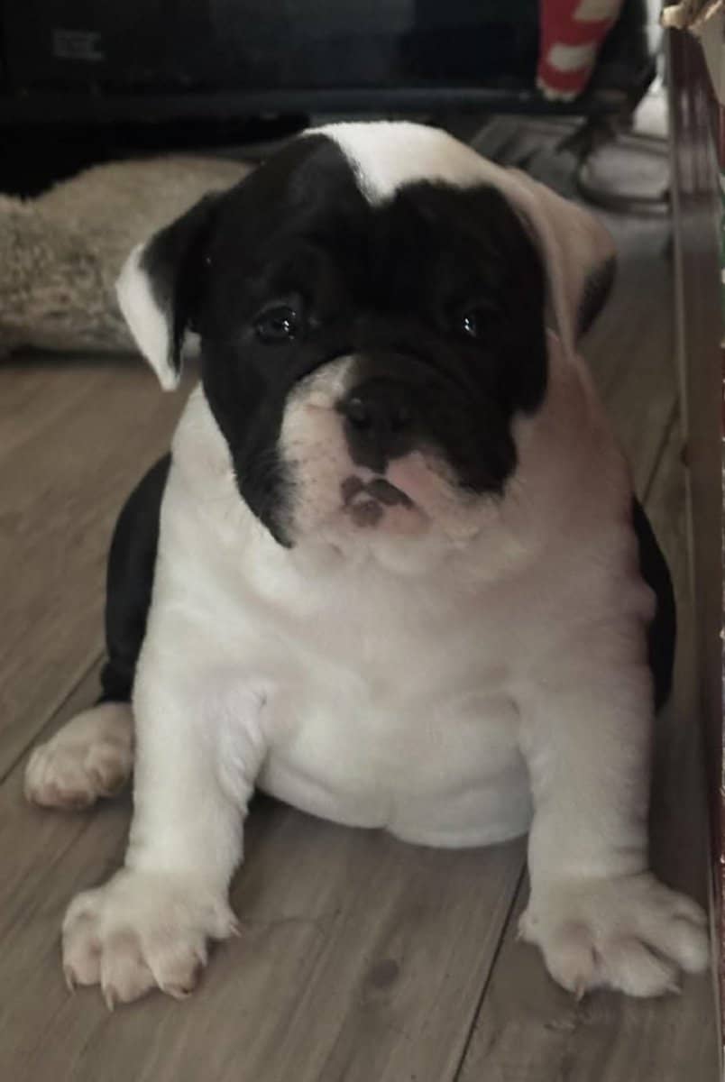 Female olde English bulldog image 1