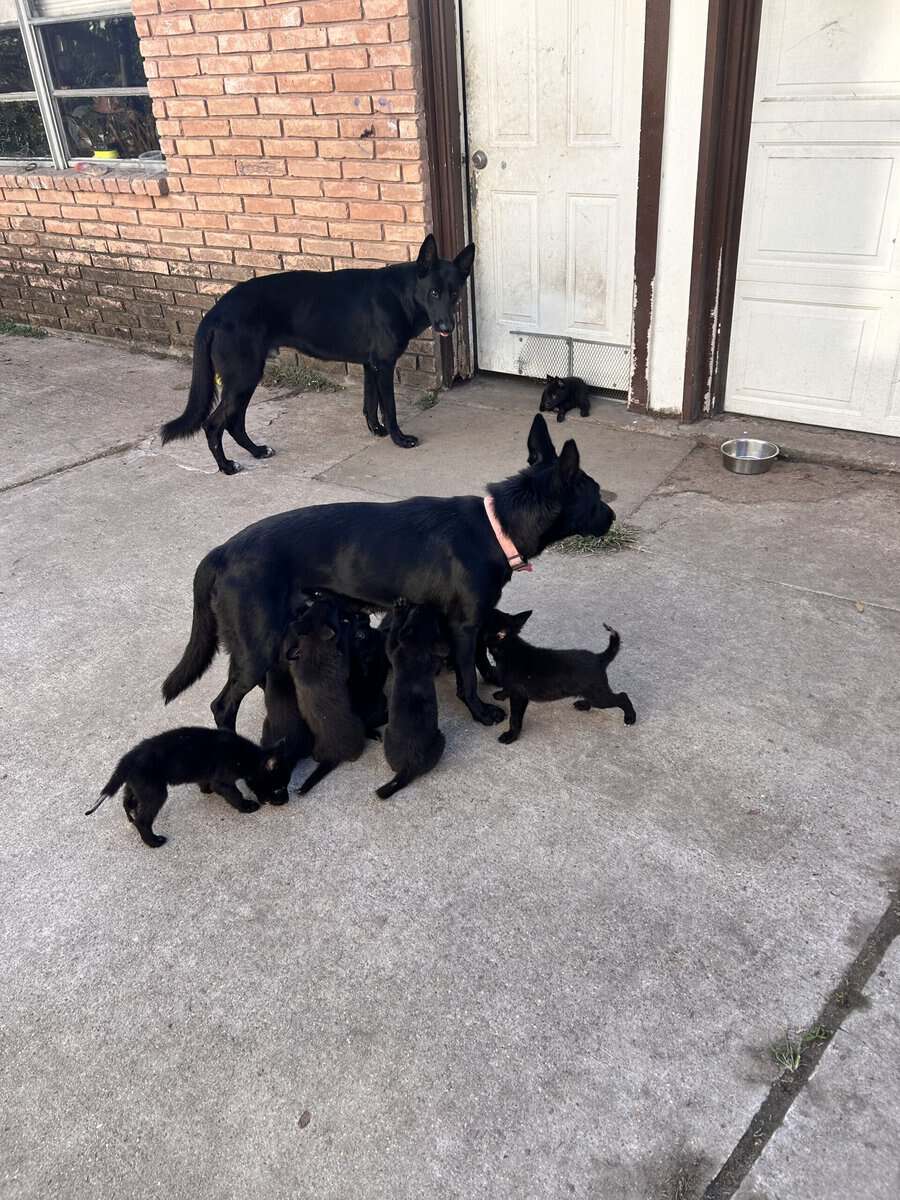 German shepherd puppies image 3