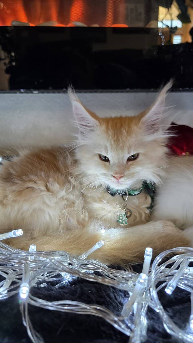 Garfield- Purebred Maine Coon kitten image 2
