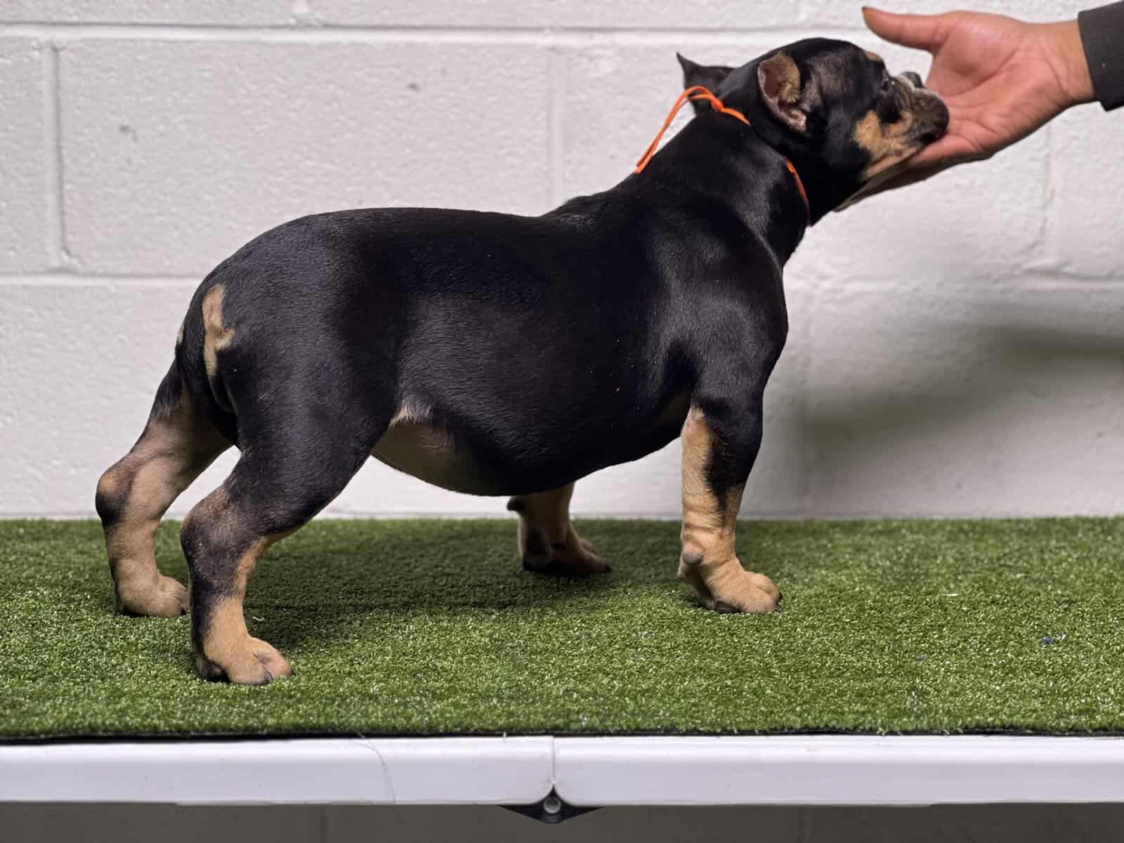 5 month old black tri pocket female image 8
