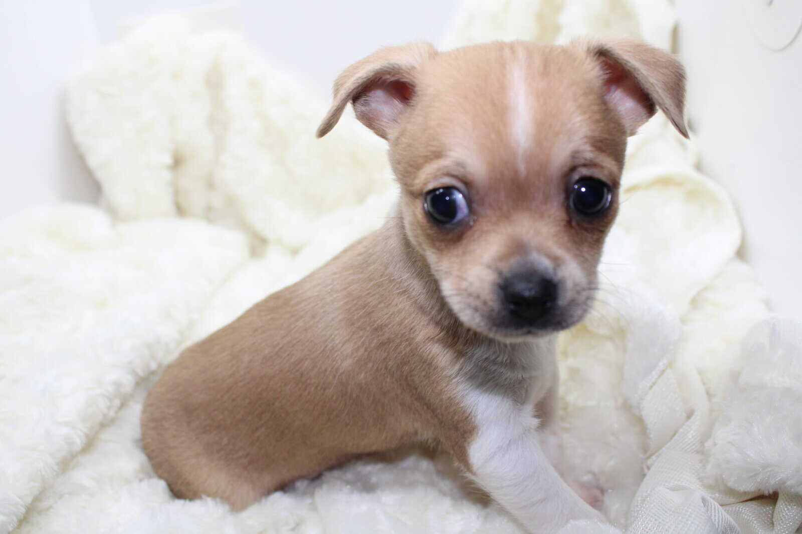 Wellbred Chihuahua Puppies image 1