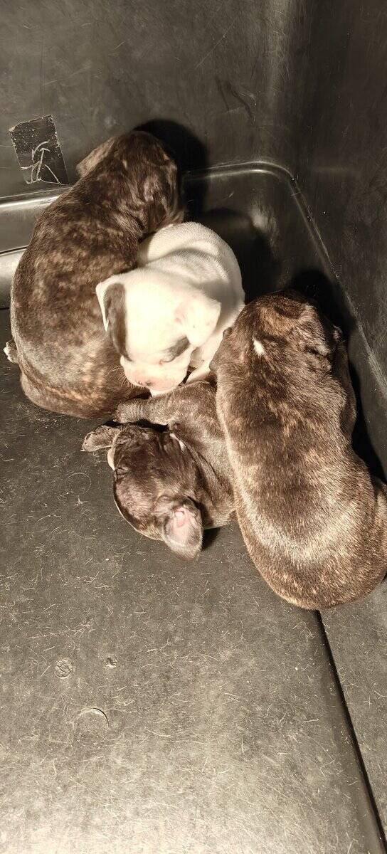 Levitt bulldogge / French bulldog hybrids image 4