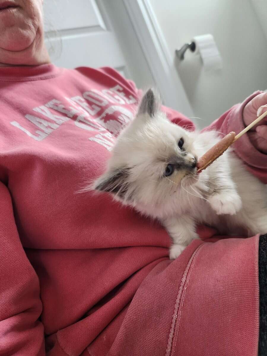 Blue Mitted long hair Ragdoll kitten 12 weeks $800 image 6