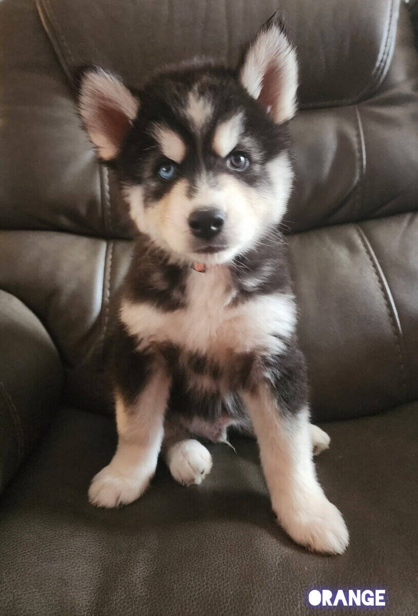 Husky puppies image 5