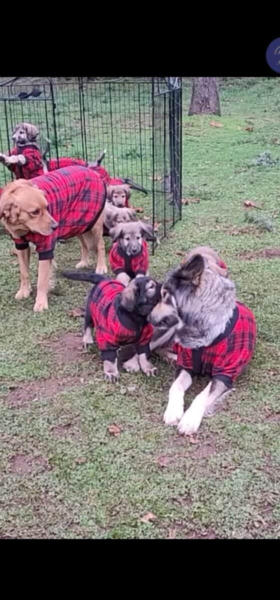 Mixed pups image 6