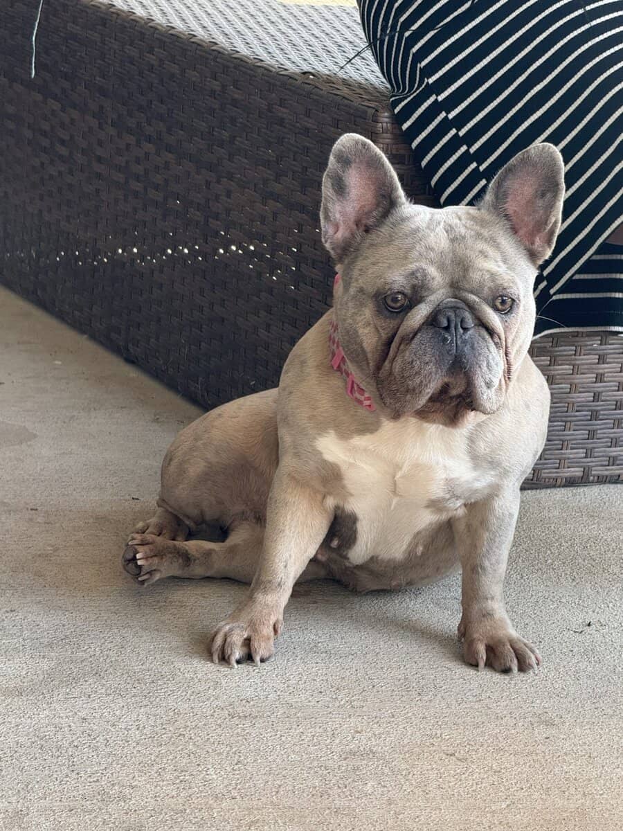 Sweet Merle Frenchie for sale image 1