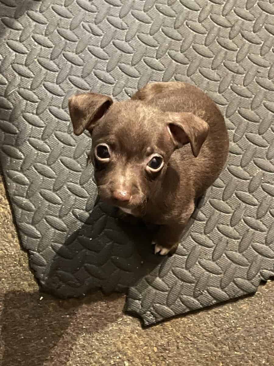 Chihuahua puppies image 1