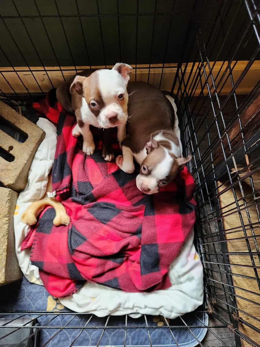 I have two Boston Terrier puppies AKC image 1
