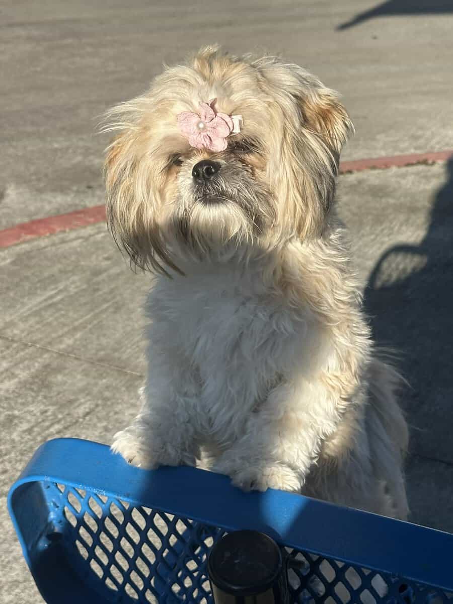 Shih Tzu image 2
