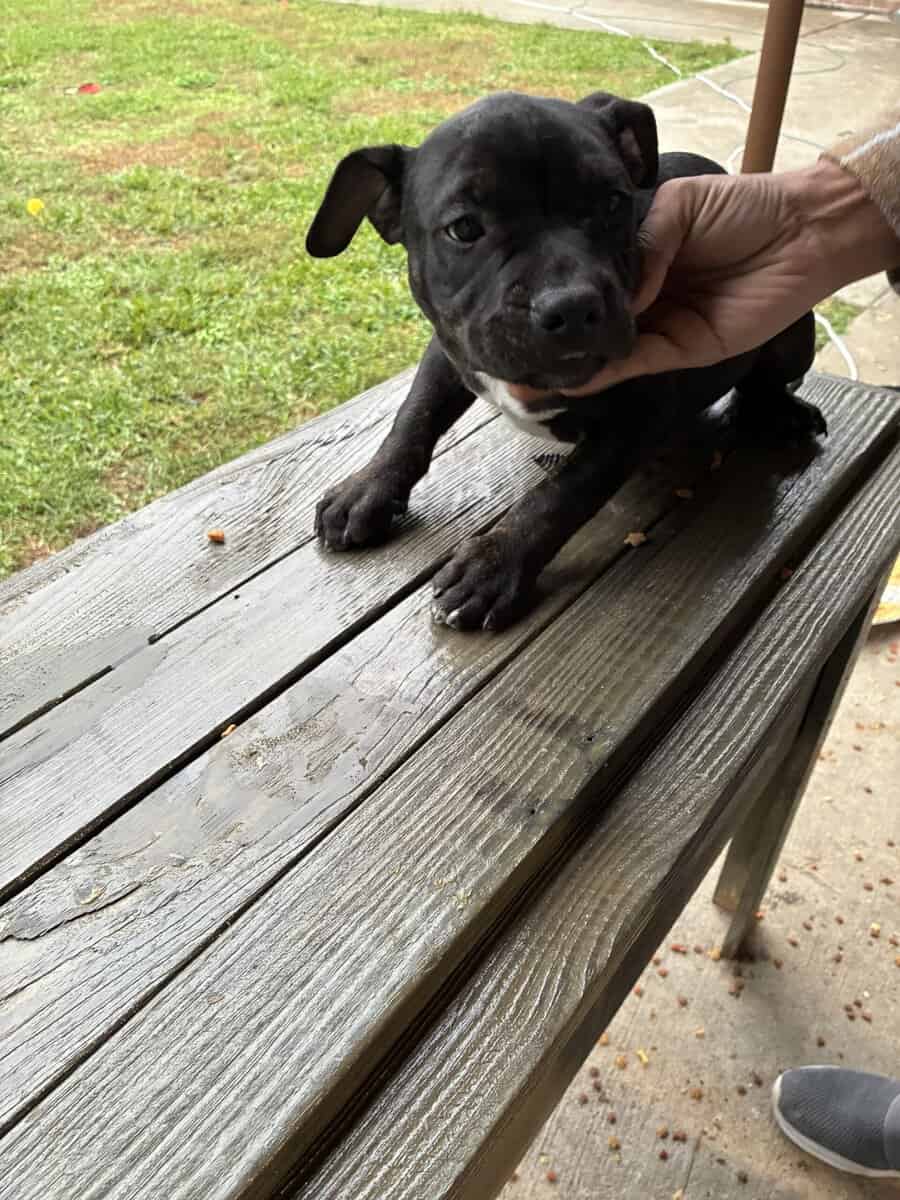Bully Pups image 2