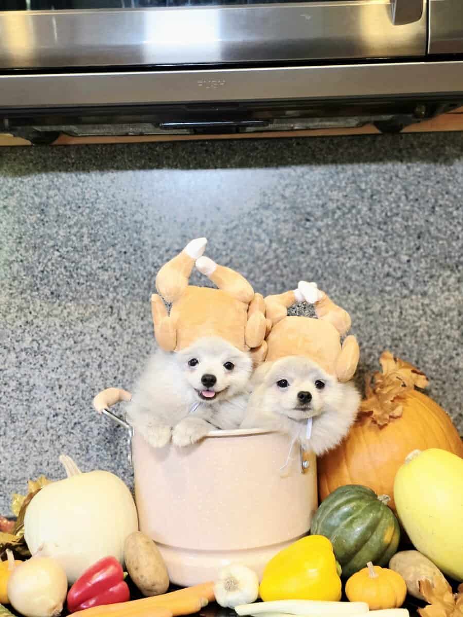 Purebred pomeranian male image 1
