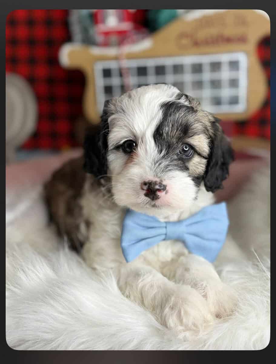 9 week old Maltipoo image 1