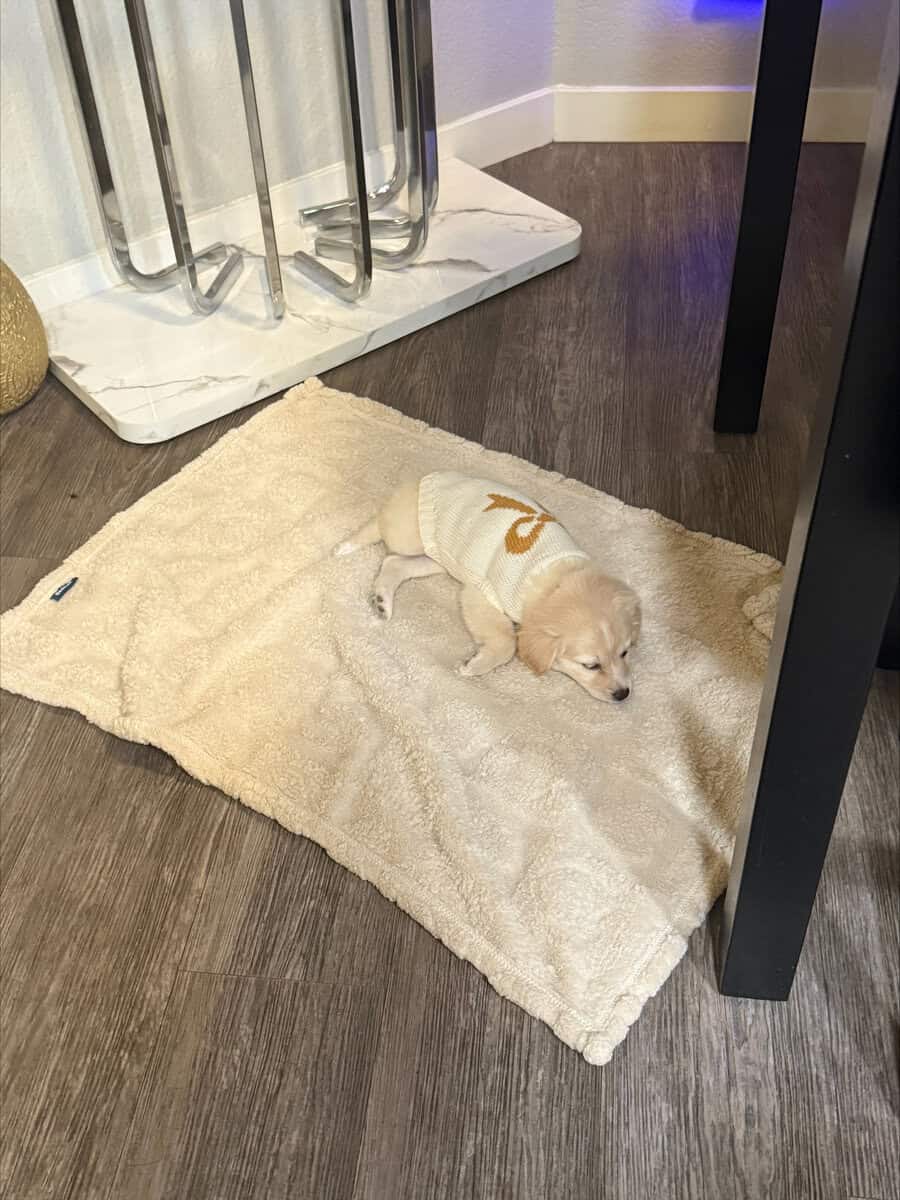 Miniature Golden Retriever Puppy image 2