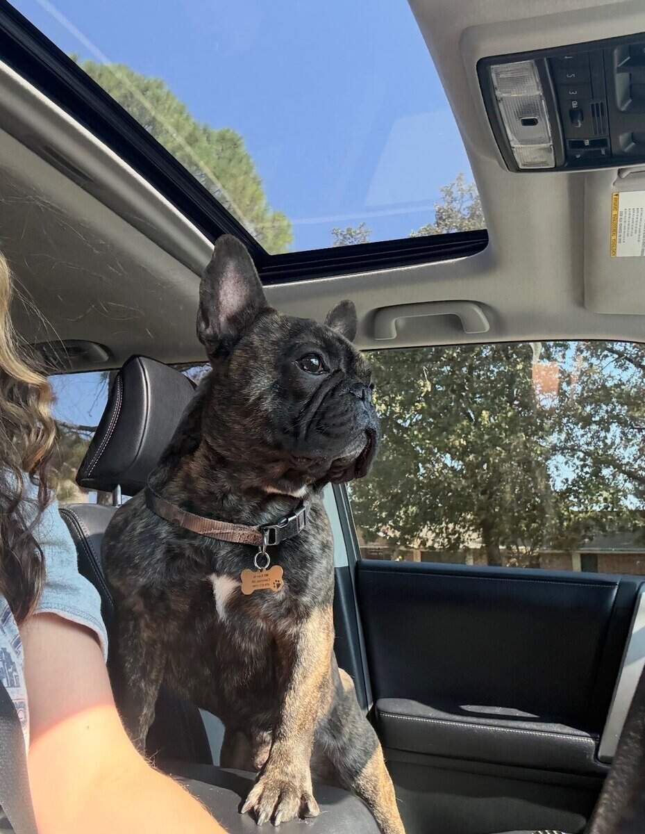 Milo frenchie image 4