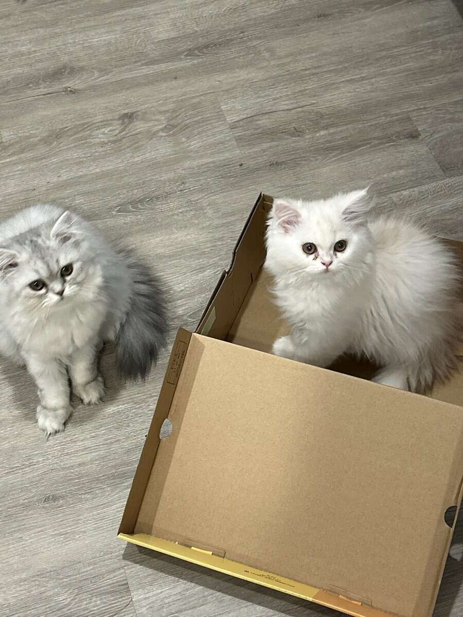 Two cats female and male 6 months old Persian image 5