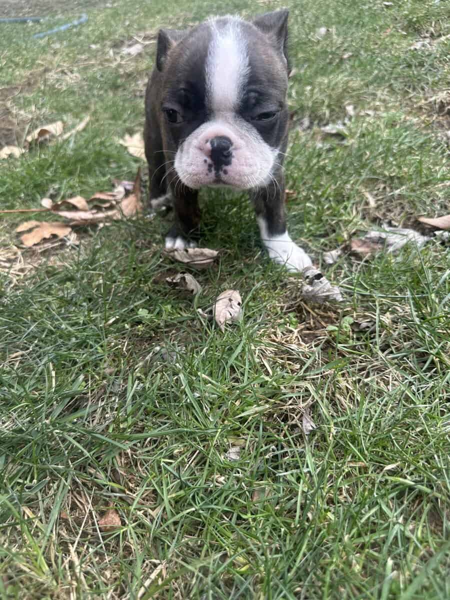 Boston terrier pups image 3