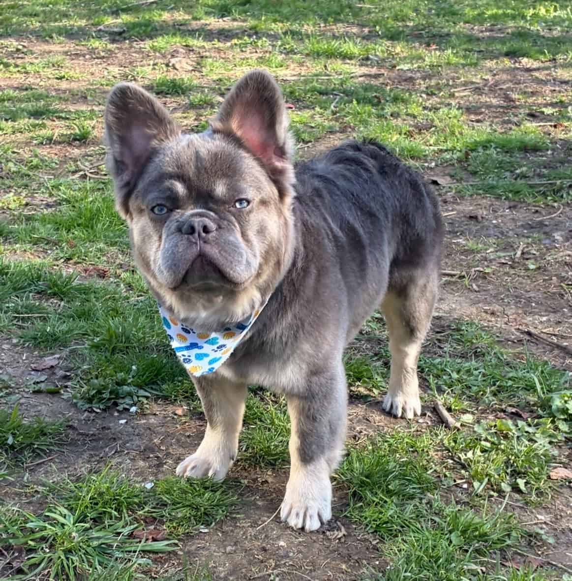 Christmas Frenchies image 6