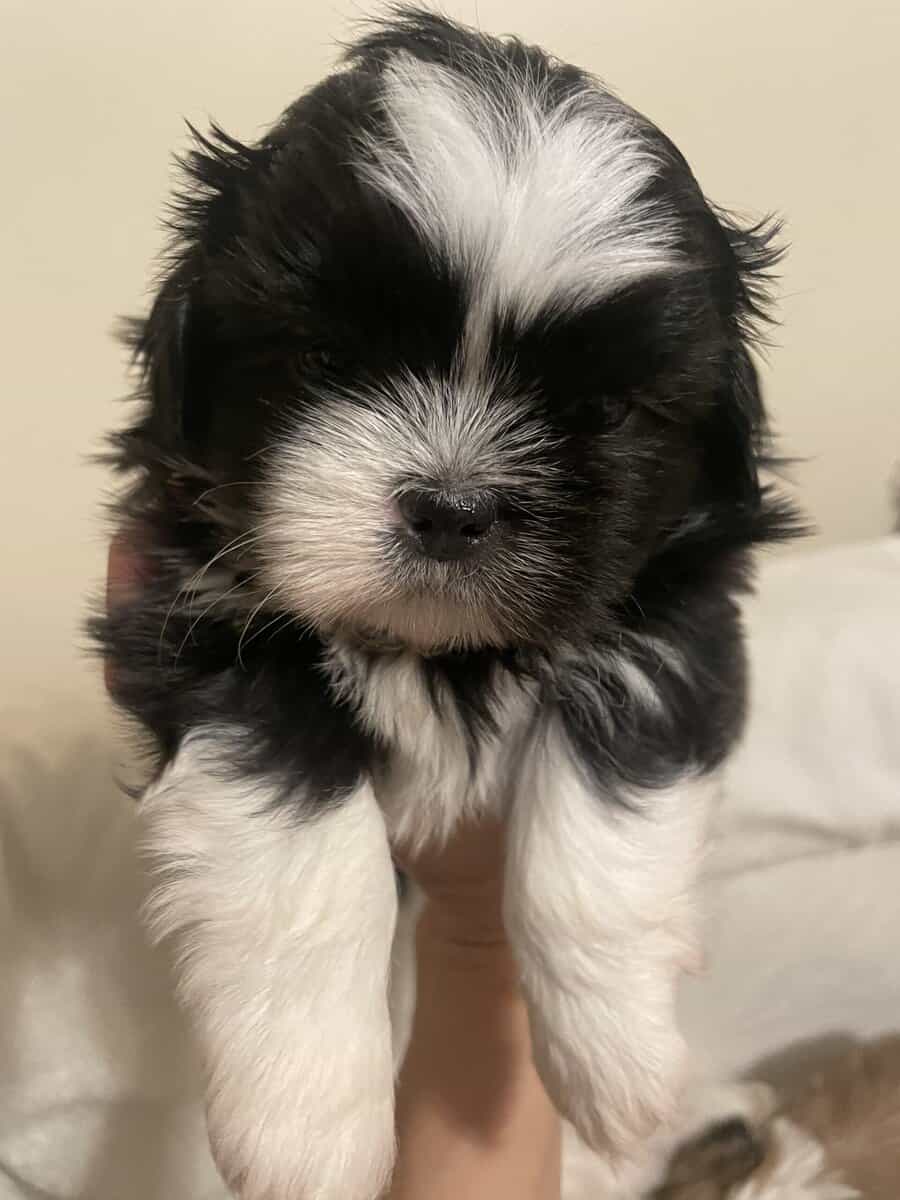 Shih Tzu Pups image 5