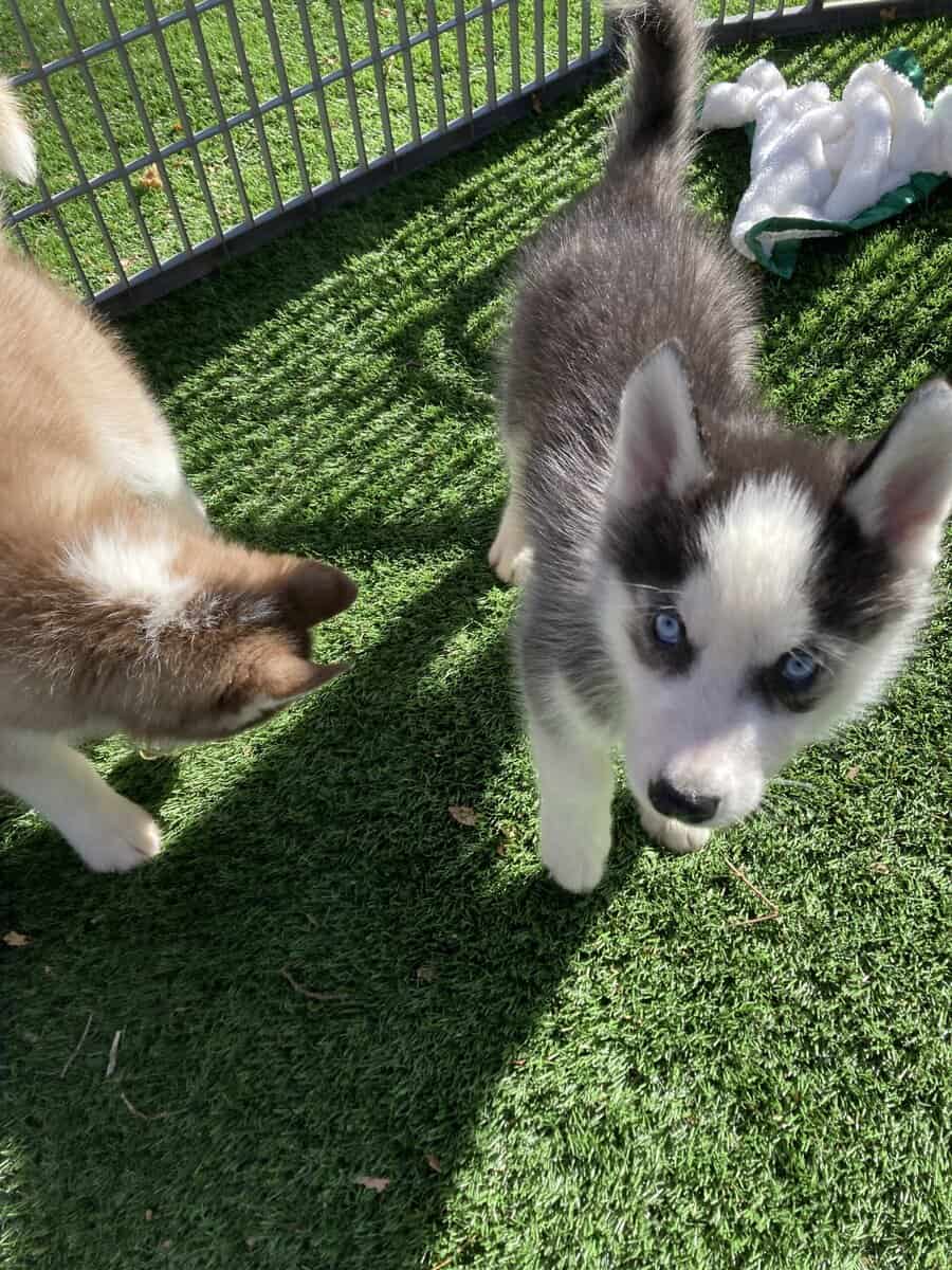 Adorable Siberian Husky Puppies image 1