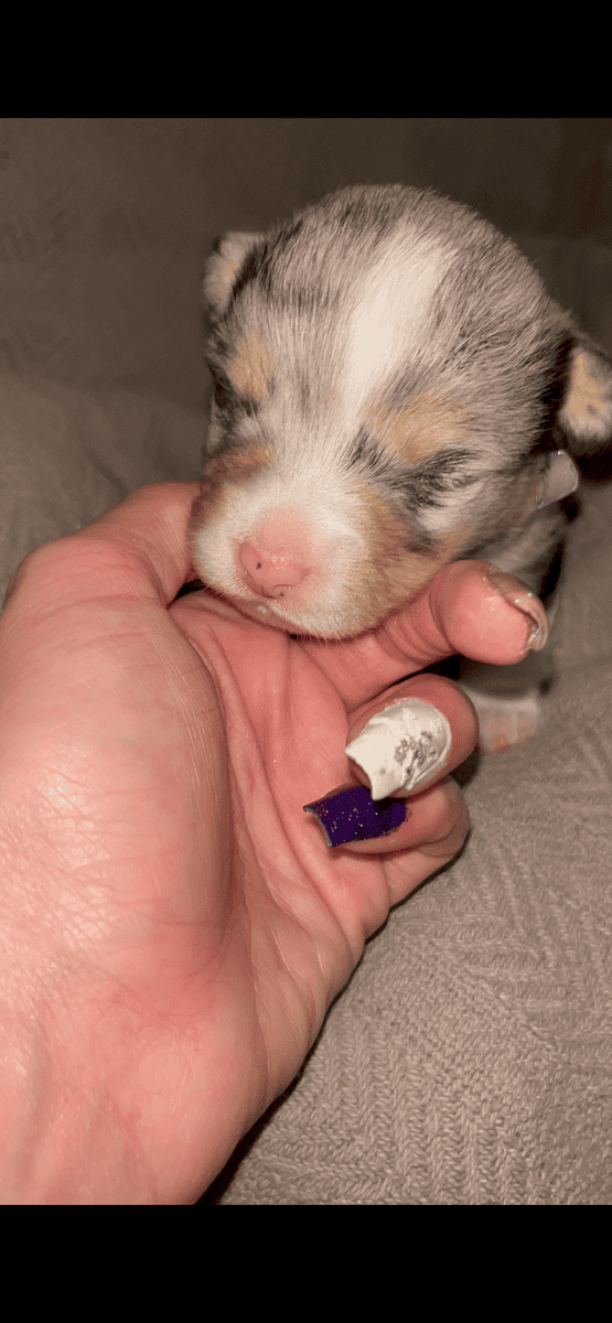 Beautiful Merle corgis and tri corgis for sale image 16