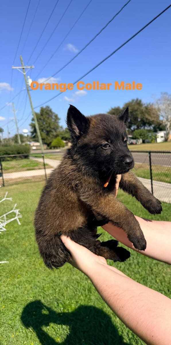 Belgian Malinois pups image 5