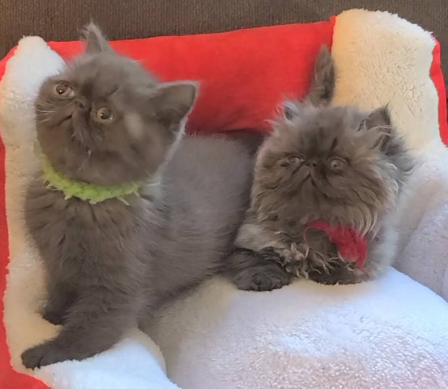 Exotic Shorthair Kittens image 1