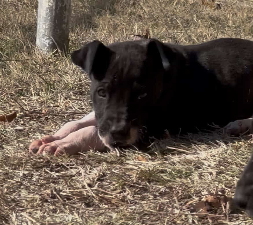 Great Dane Puppies image 10