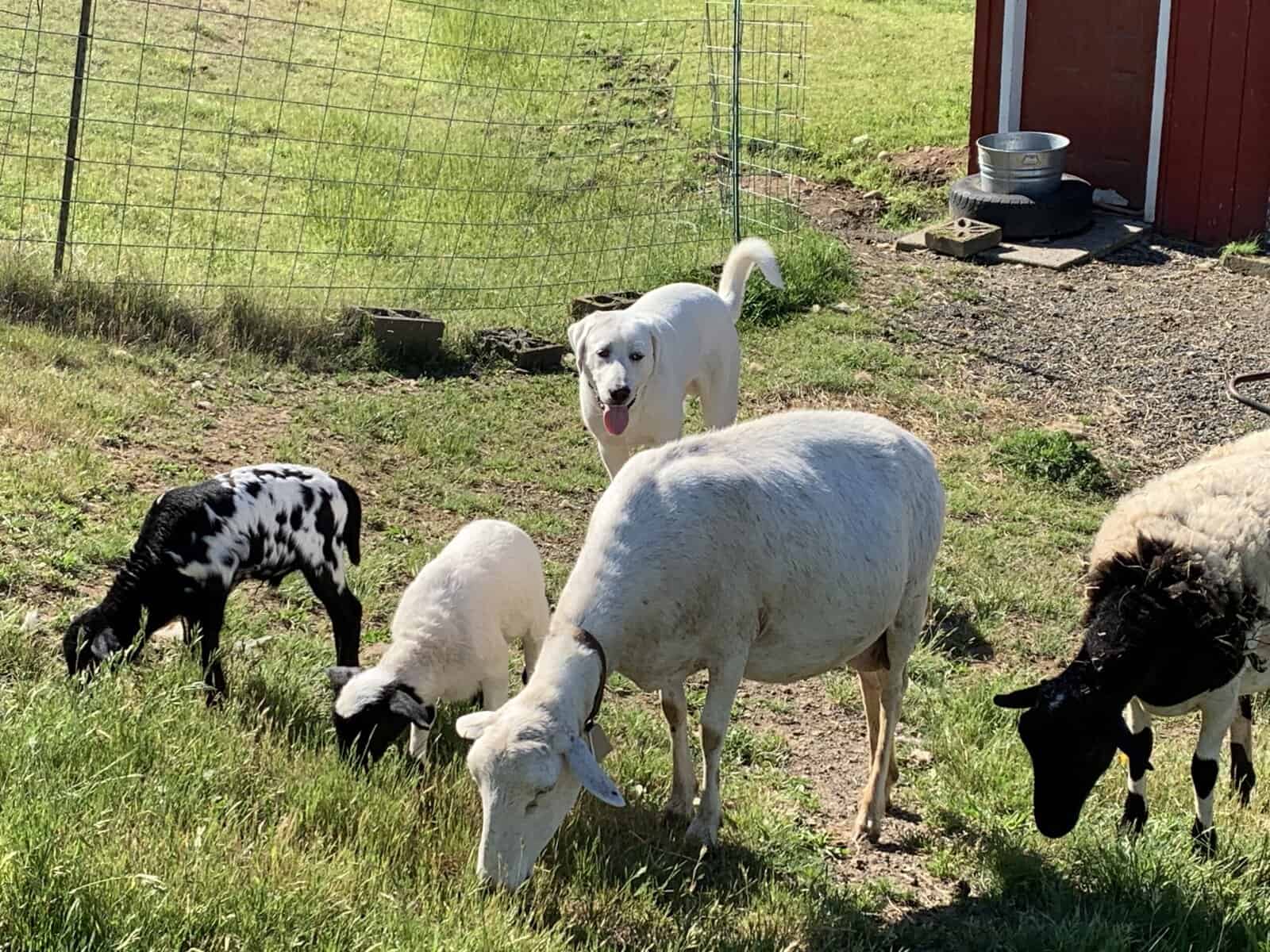 5 year old Akbash/ Great Pyrenees LGD image 5