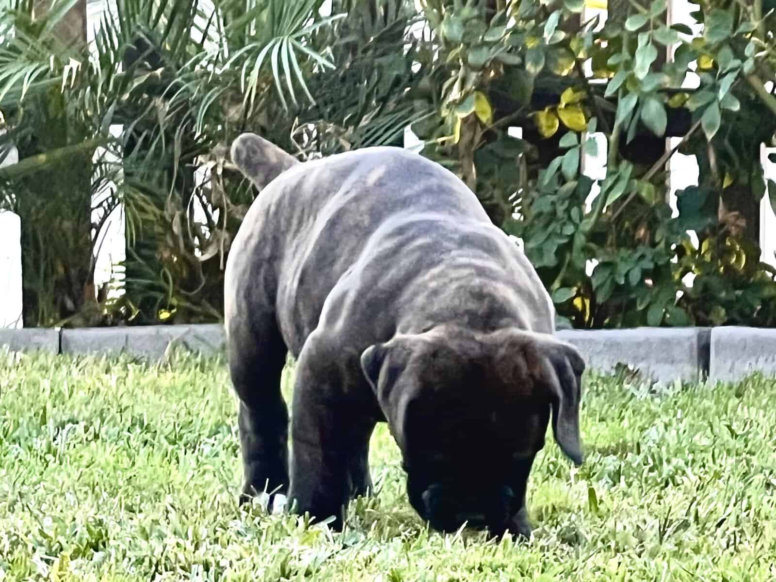 Olde English Bulldog $1500 image 5