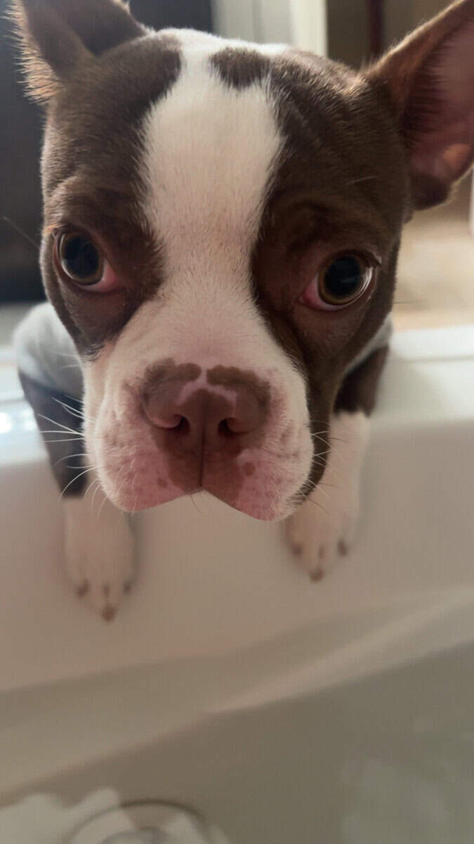 Boston Terrier image 3