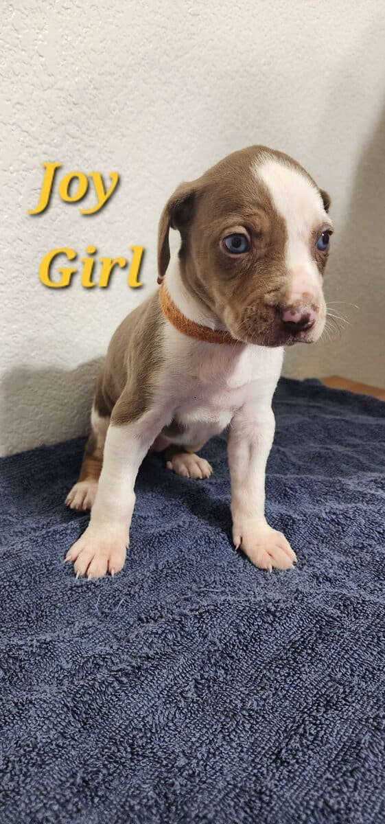 NALC CATAHOULA LEOPARD PUPPIES image 4