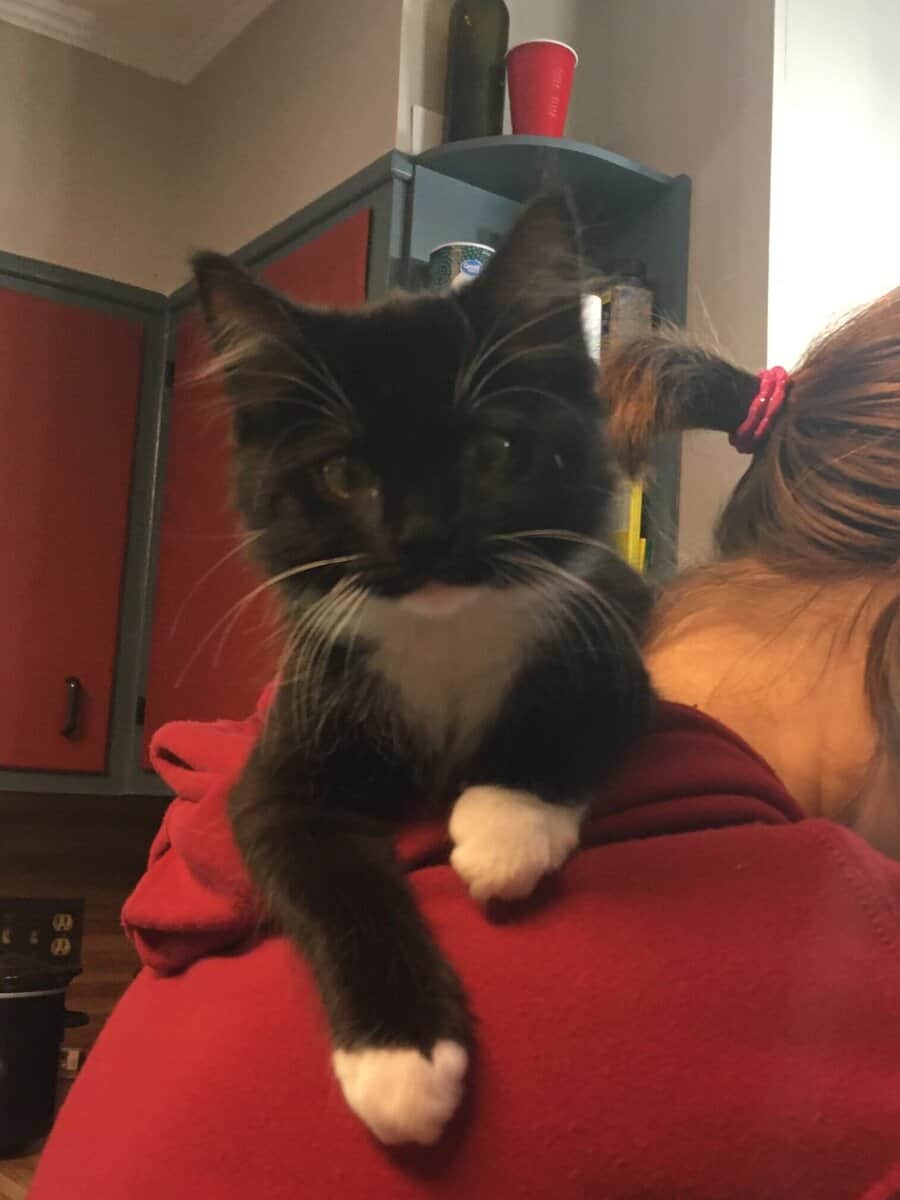 Sweet, Lazy Female Cat Needs a Home image 1