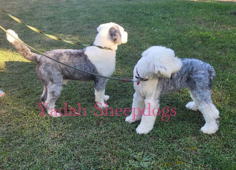 International CH Bloodline OES Puppies image 2