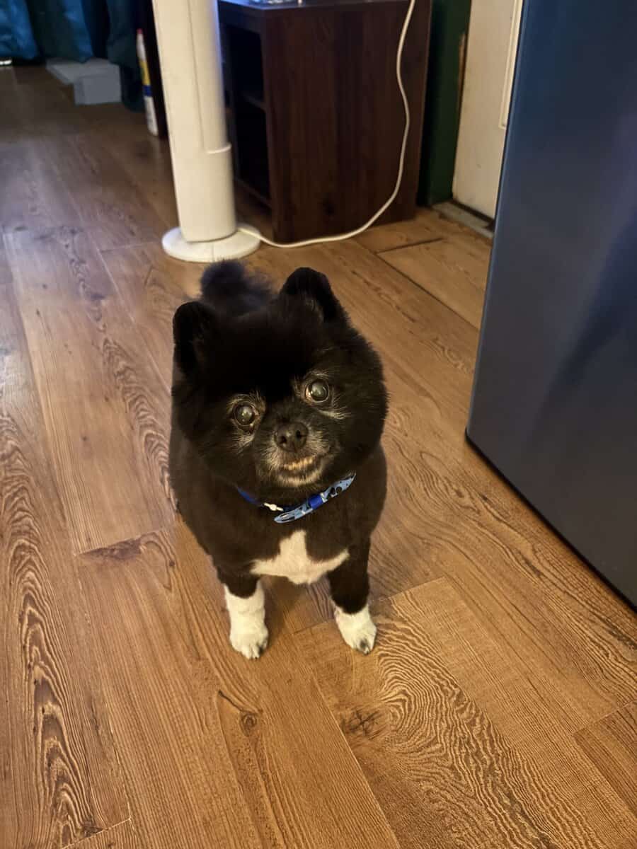 Pomeranian image 1