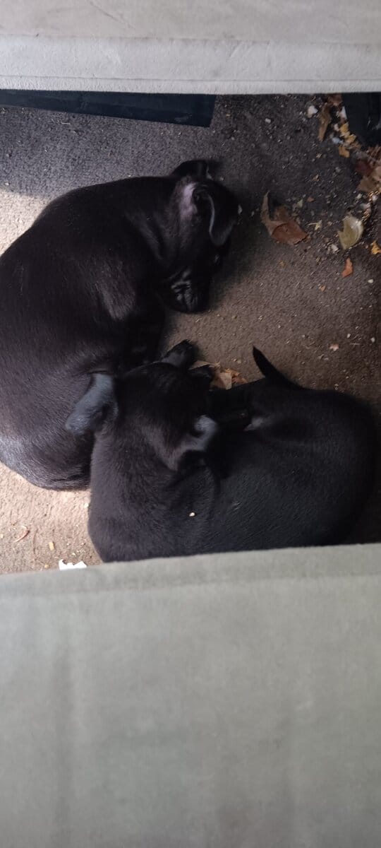 Black Twin Boyz * Pit & Yorkie Mix'd! 7 mths old image 2