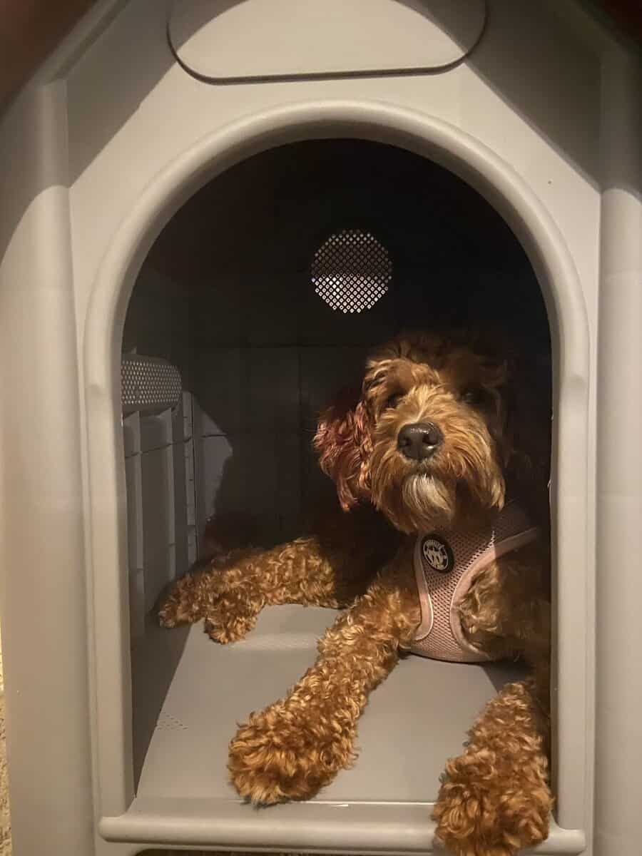 Mini Goldendoodle – Loving Family Dog Seeking New image 1