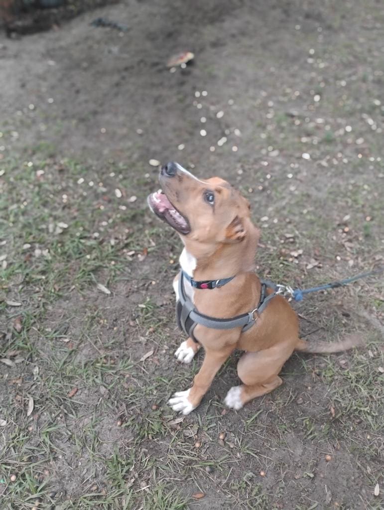 Looking for a loving home. image 1