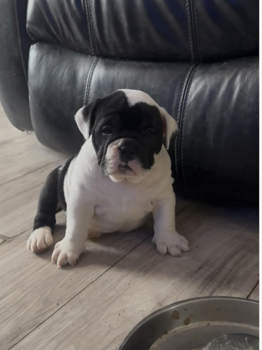 Female olde English bulldog image 4