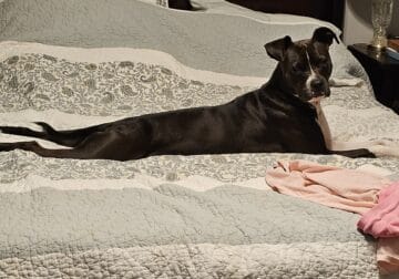 American Pit-Mix needs good home