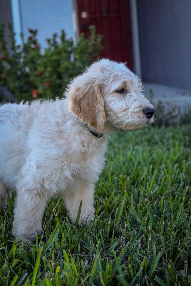 Standard Goldendoodles ready for adoption image 3