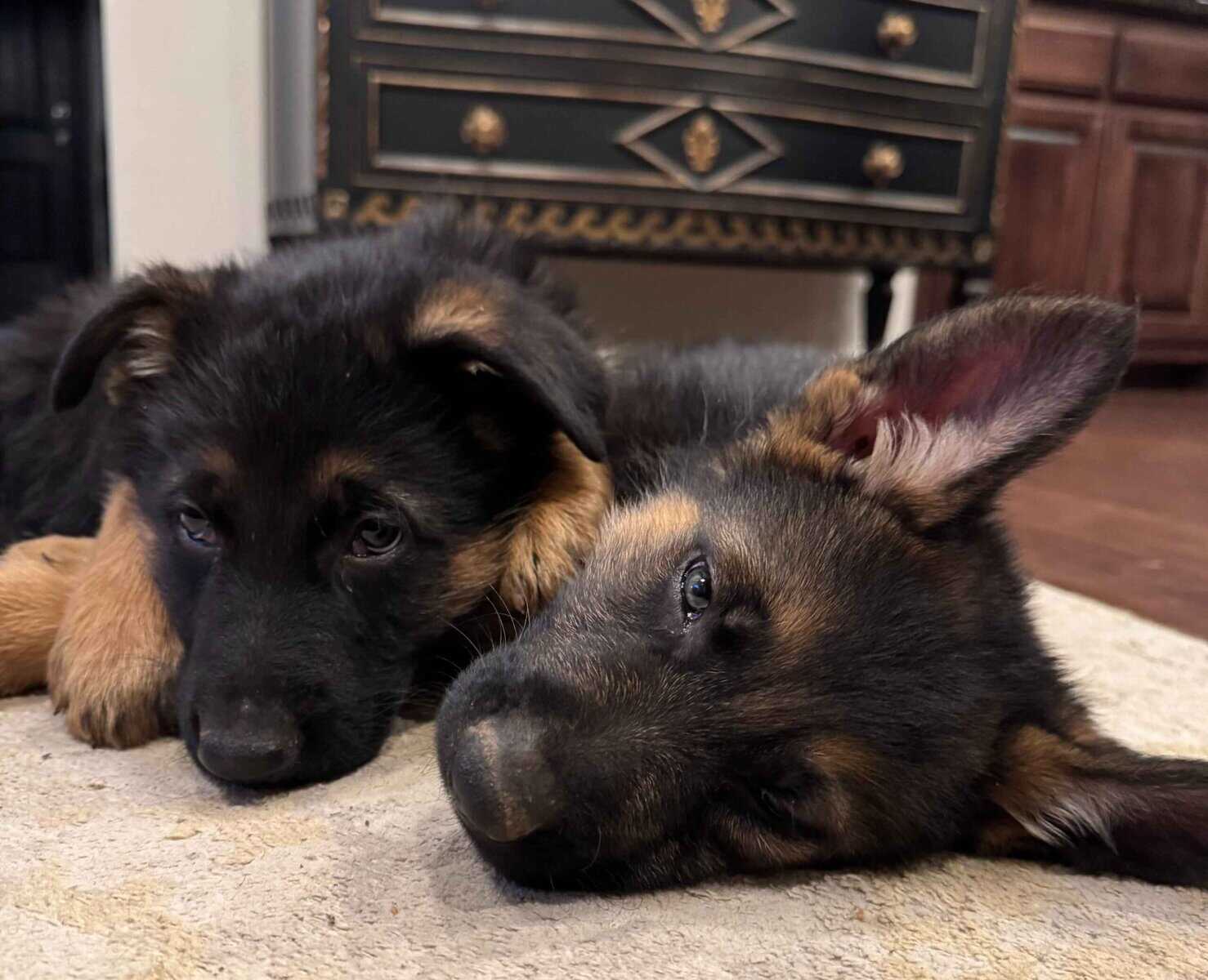 AKC German Shepherd Puppies image 8
