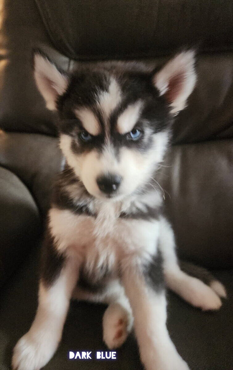 Husky puppies image 6