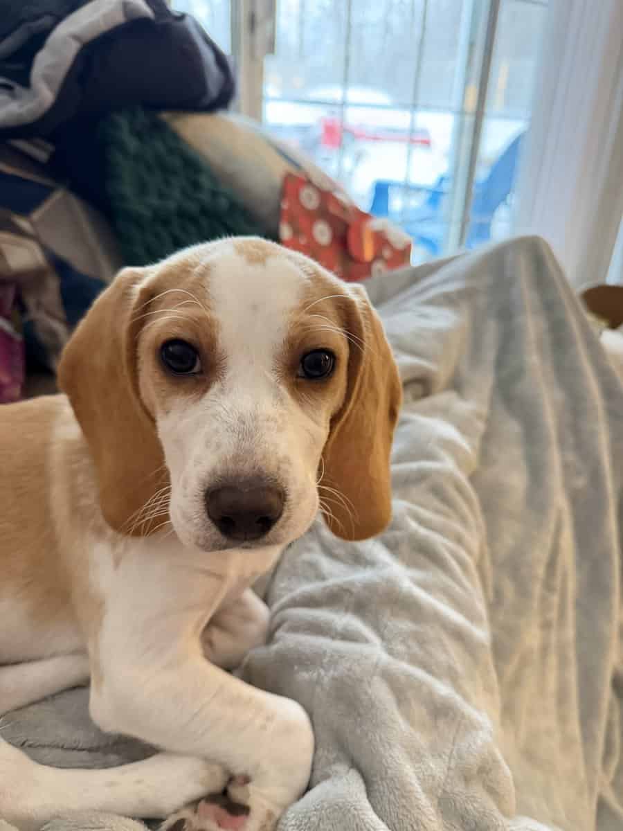🐶💖 Forever Home Needed! image 3