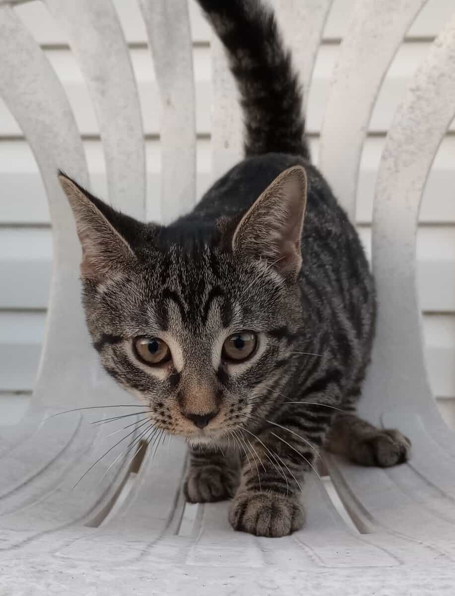 This Kitten Needs a Forever Home!!! image 1